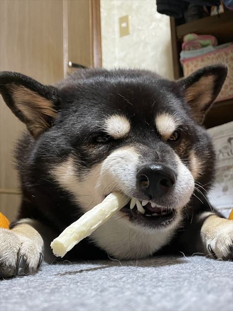 険しい顔で骨かじるワンコ