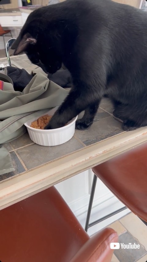 餌を取り出す猫