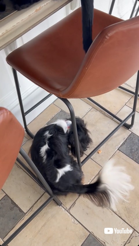 ごはんを食べる犬
