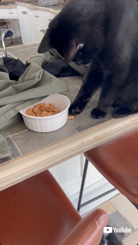 餌を取り出した猫