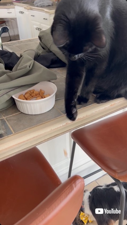 またごはんを落とす猫