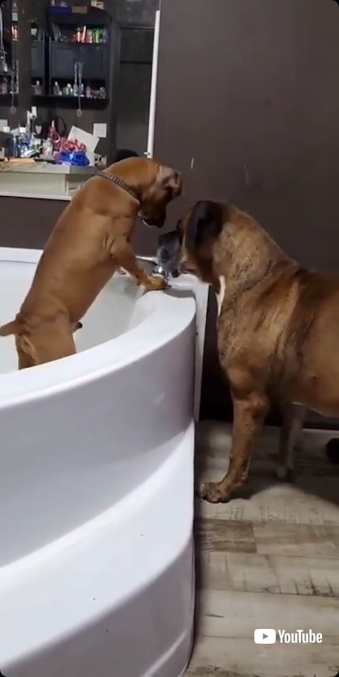 バスタブに入る犬