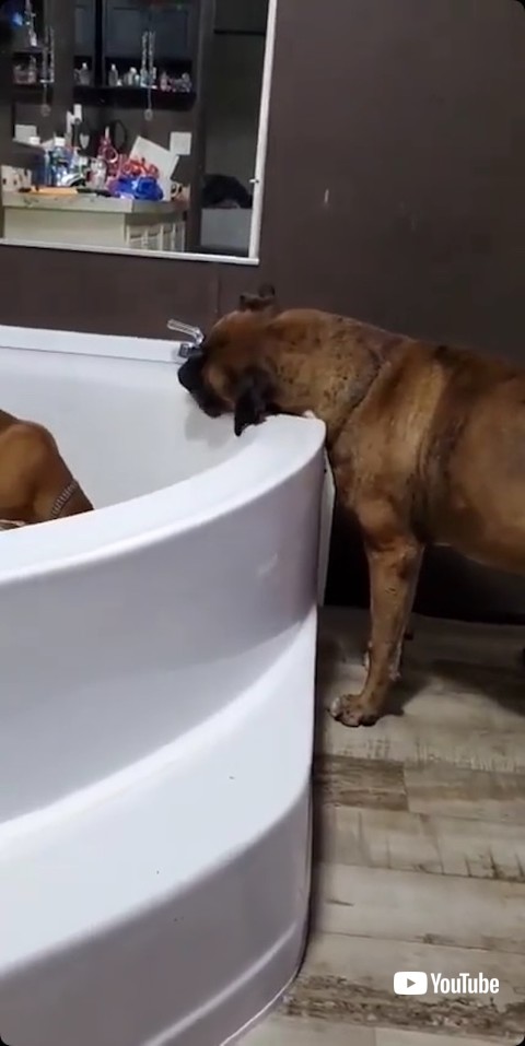 水を飲む犬