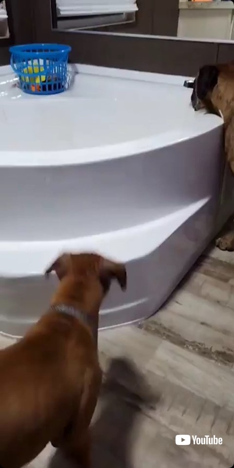 バスタブに近付く犬