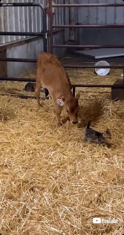 後ろをついていく子牛