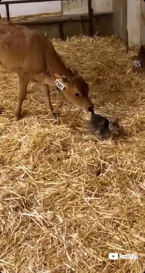 しっぽをかむ子牛