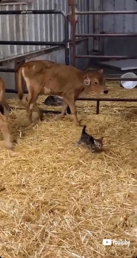 小屋に侵入する子猫
