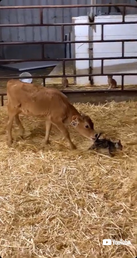 しっぽに顔を近付ける子牛