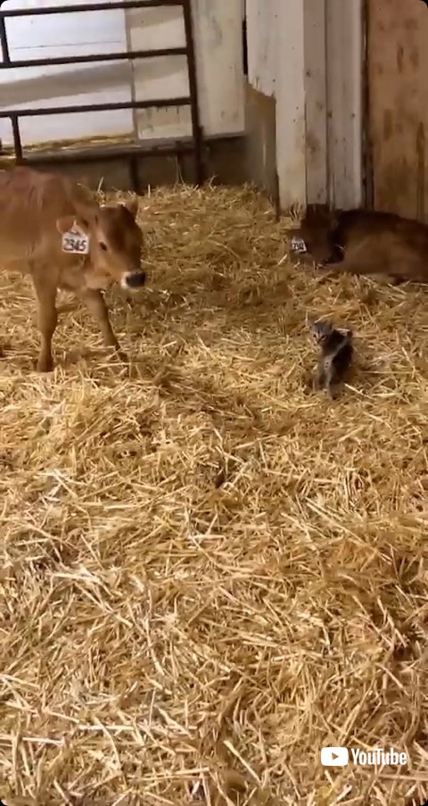 きまずそうな子牛