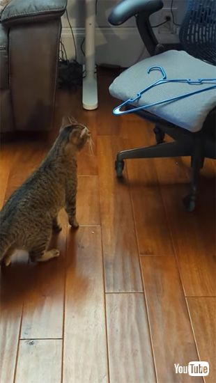 ハンガーを見つめるネコ