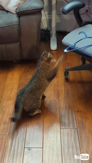 ハンガーにさわるネコ