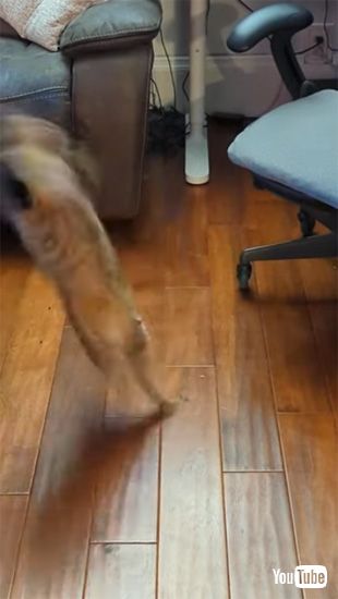 ビックリするネコ