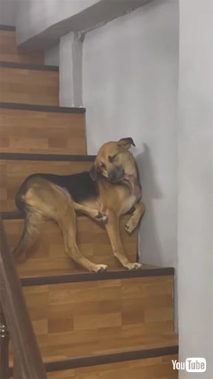 ウトウトするワンコ