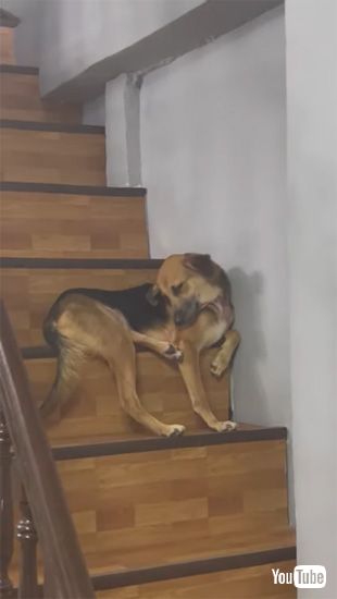 眠気が限界なワンコ