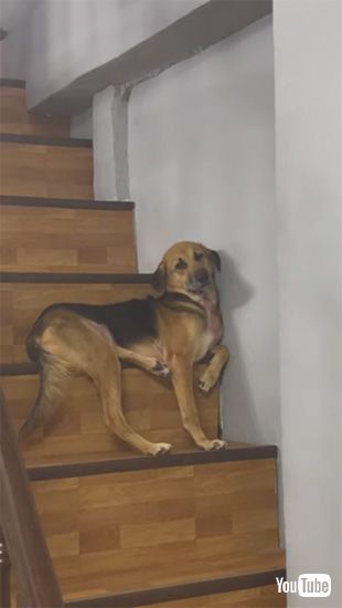 眠りそうで眠らないワンコ