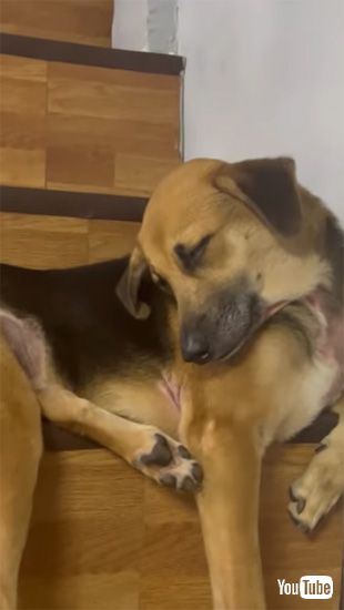 限界がきたワンコ