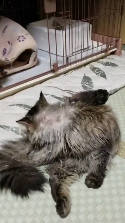 ボロボロの保護猫