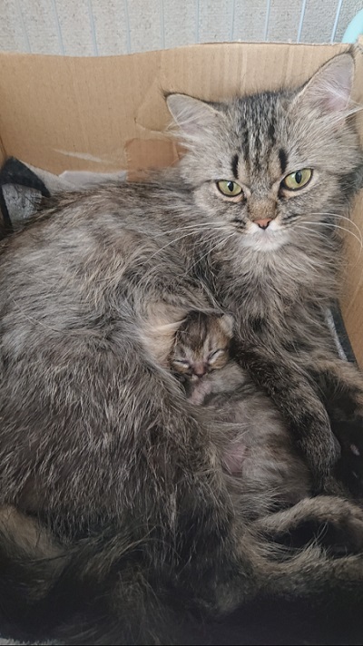 子猫と母猫