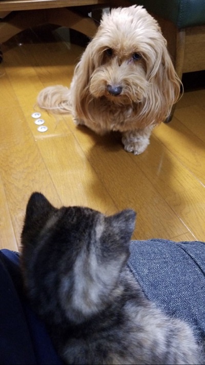 子猫とワンコ