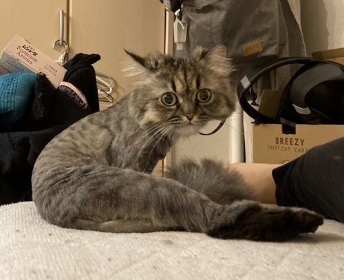 トリミングした猫
