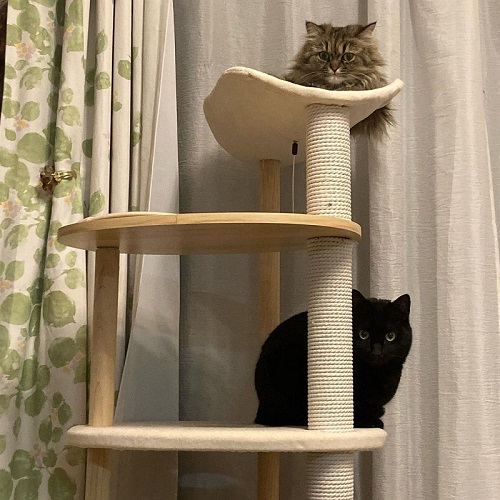 先住猫と保護猫