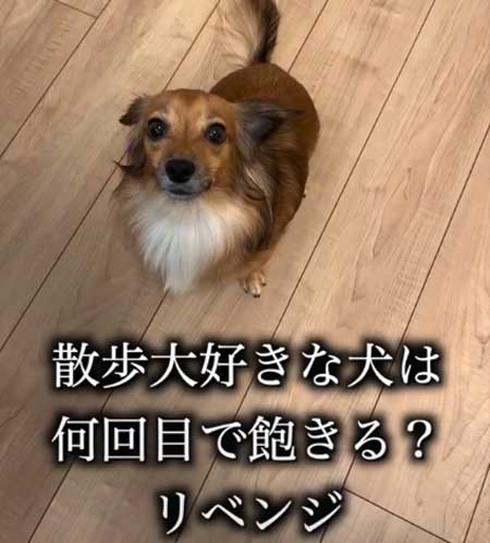 チワックス 散歩 犬 何回目で飽きる 検証