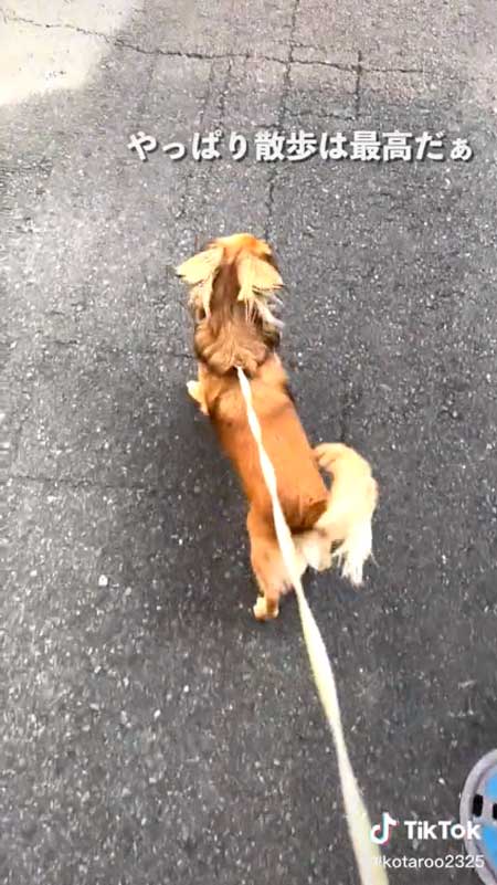 お散歩好きなワンコ