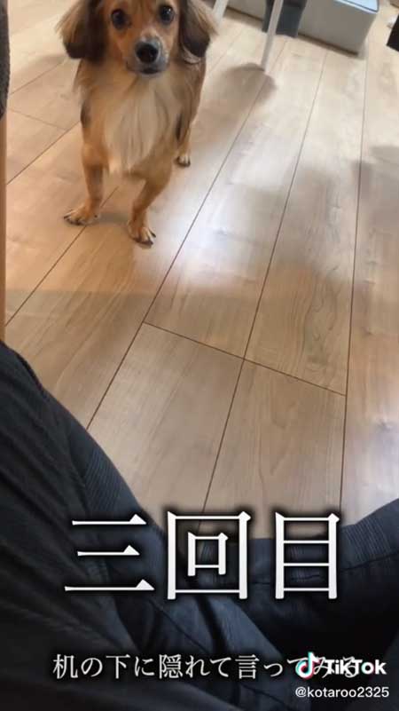 3回目のお散歩する犬