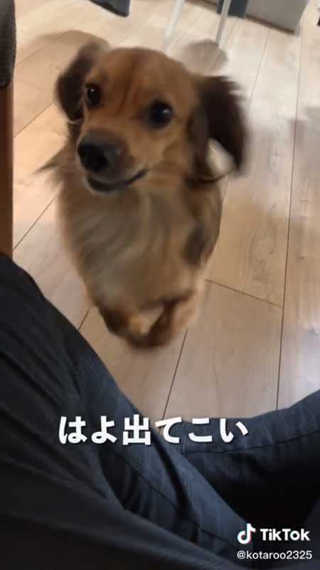 喜ぶ犬