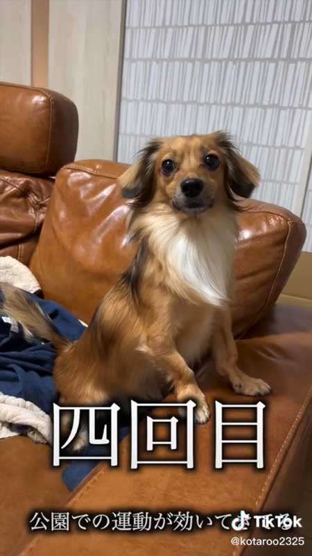 4回目のお散歩する犬