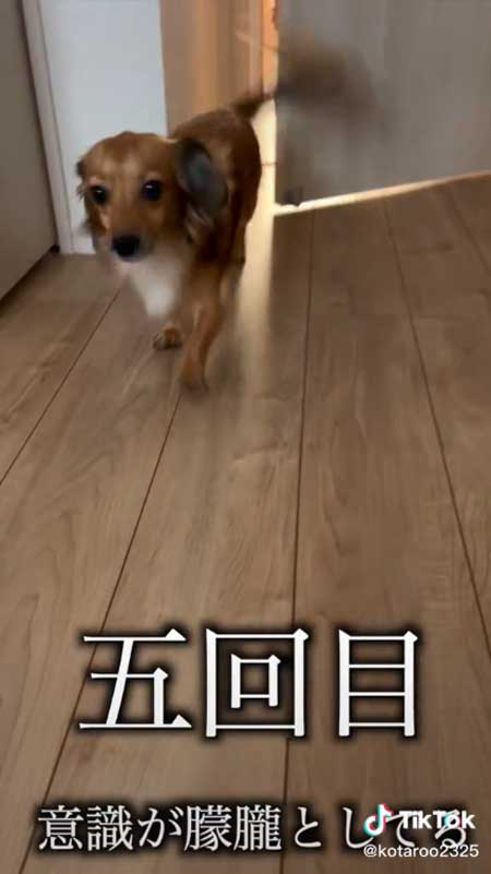 5回目のお散歩に行く犬