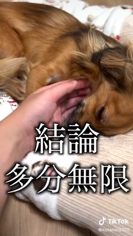 最高の1日になった犬