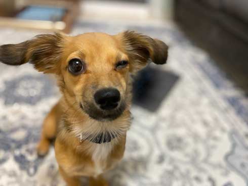 ウインクする犬