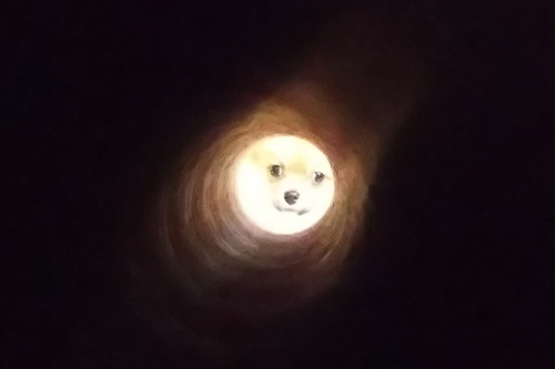 月みたいなワンコ