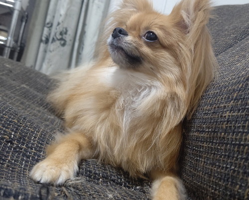 キリッとしているぽんちちゃん