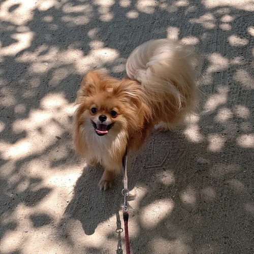 シャンプー終わった犬のぽんちちゃん