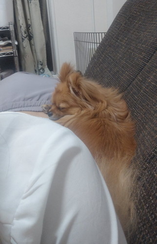 ソファと人間に挟まれるぽんちちゃん