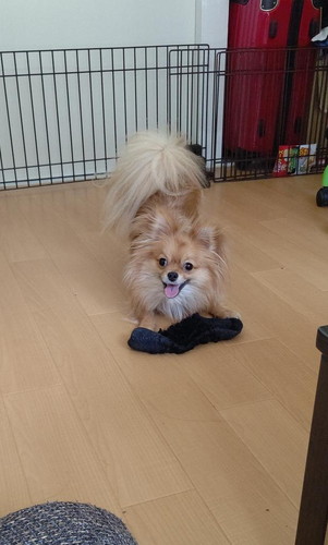 靴下ゲットした犬のぽんちちゃん