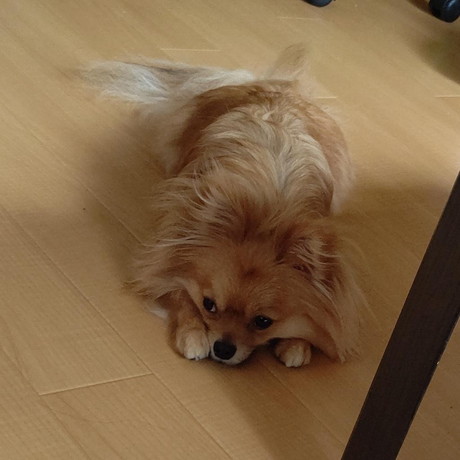 ぽんちちゃんのふせ