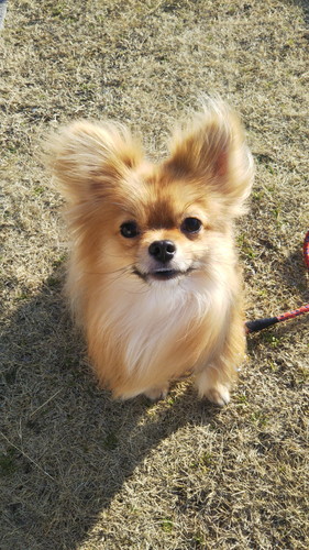 ふわふわなぽんちちゃん