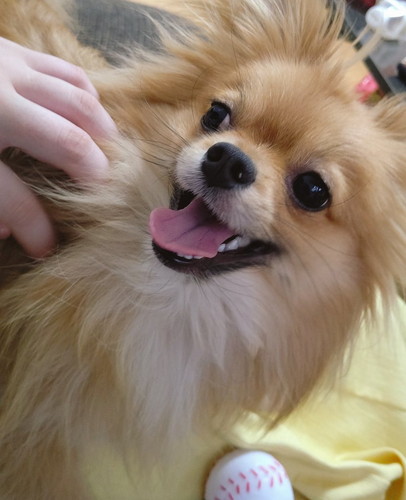 定期検診終わりのぽんちちゃん