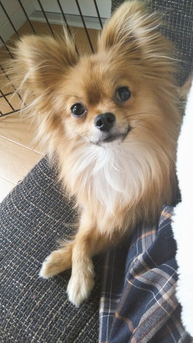 見上げるぽんちちゃん