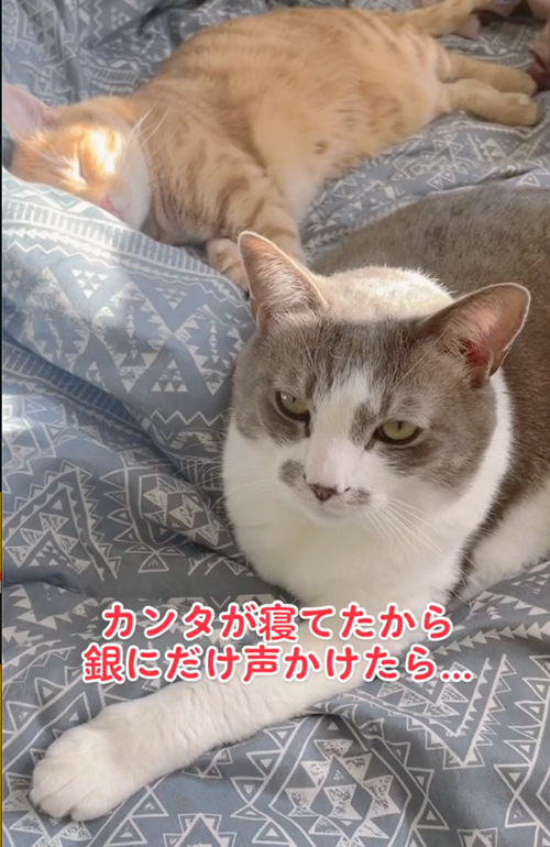 寝ながら返事をする猫