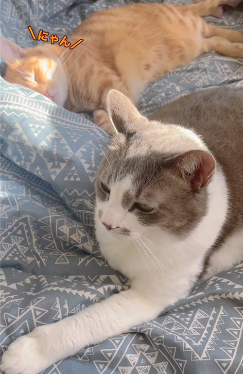 寝ながら返事をする猫