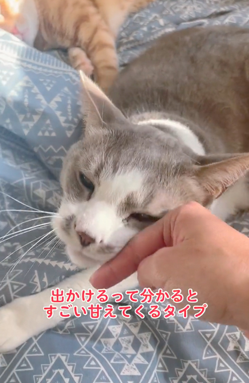 寝ながら返事をする猫