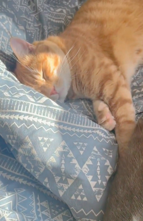 寝ながら返事をする猫