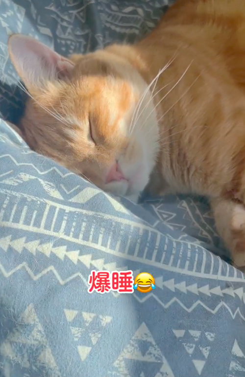 寝ながら返事をする猫