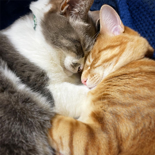 一緒に寝る2匹