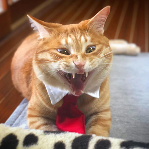 変顔カンタくん