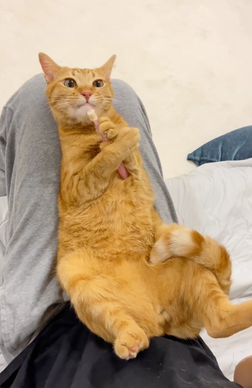 歯ブラシをぎゅっと握る猫